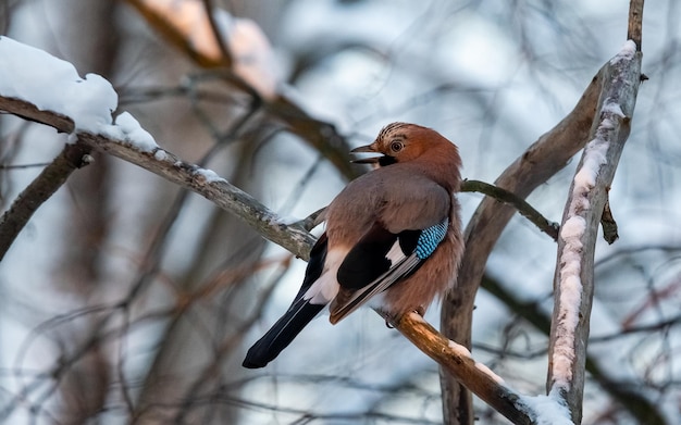 jay bird with a blue tail sits on a branch in a snowy forest