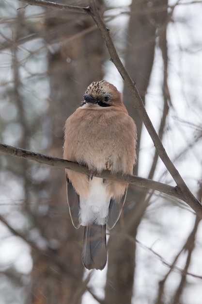 Jay on a branch