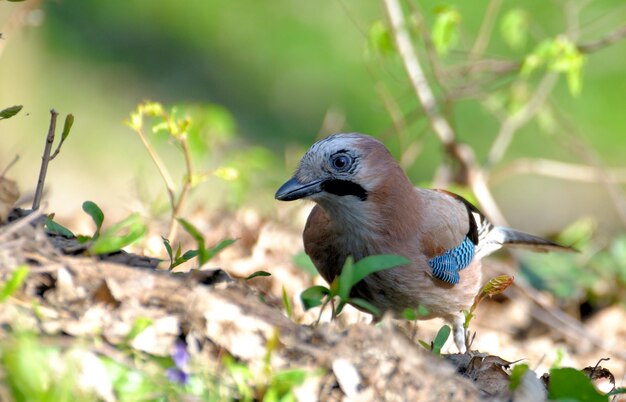 Jay in the forest , close up.