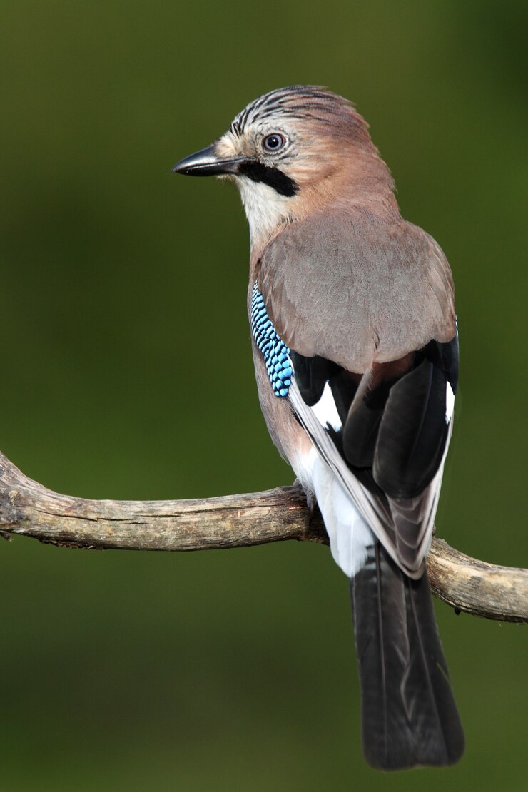 Jay met de laatste lichten van de dag, Garrulus glandarius
