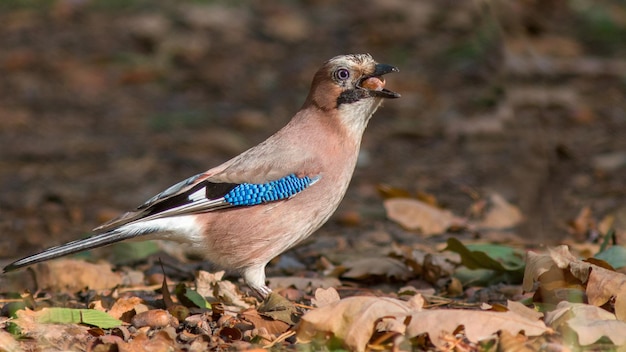 jay with acorn