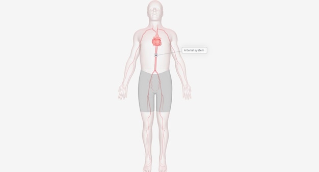 Je lichaam ontvangt zuurstofrijk bloed vanuit je hart via een netwerk van slagaders