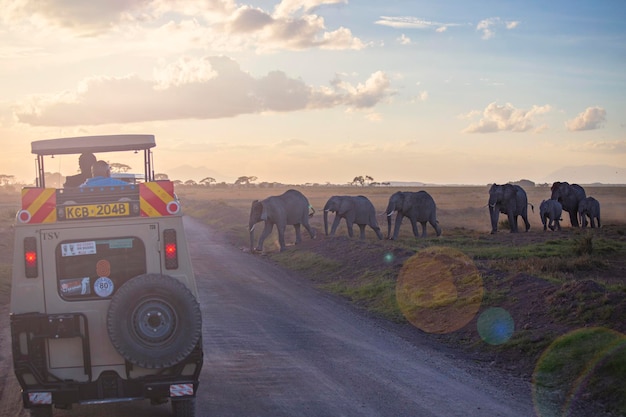 Jeep safari at Serengeti National Park Pickup off road cars in African Savannah Tanzania