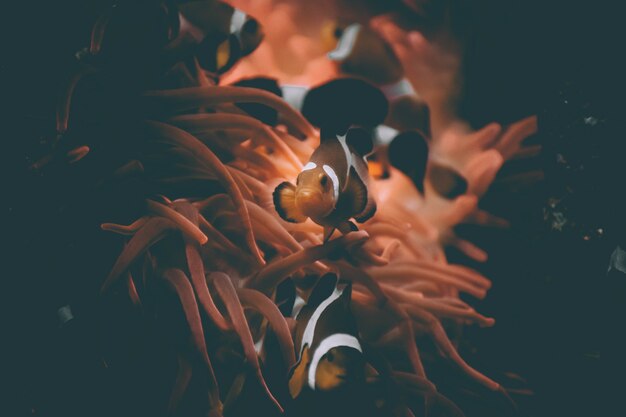 jelly fish in acquarium