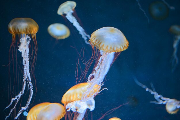 Photo jelly fish in the aquarium