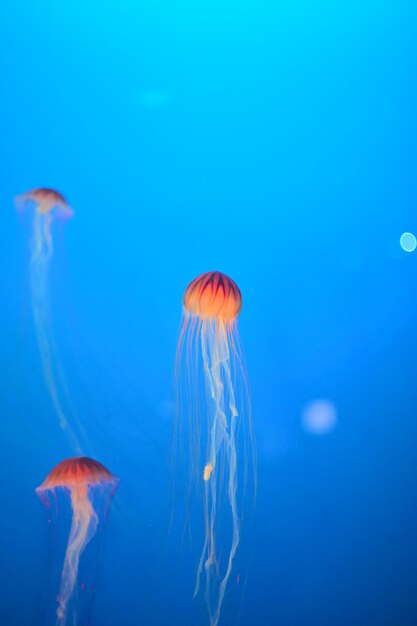 Photo jelly fish in the aquarium