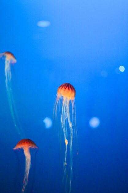 Photo jelly fish in the aquarium