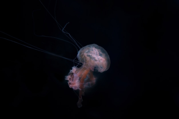 Jelly fish on black isolated background