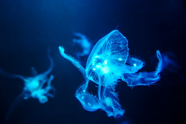 Foto le meduse si chiudono su per fondo