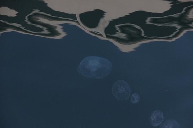 Photo jelly fish in the deep blue seaxa