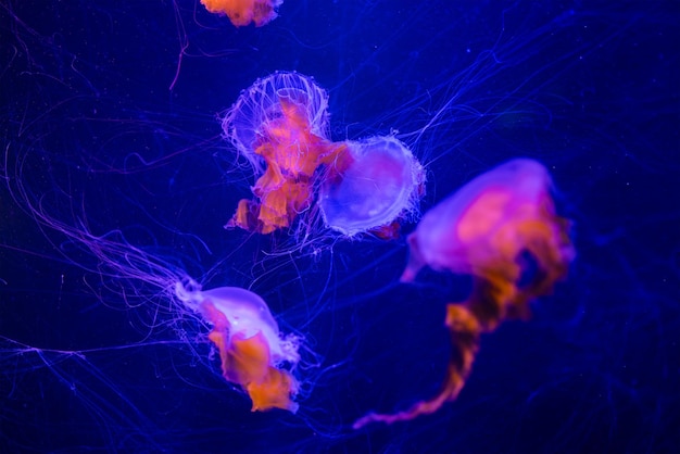 Jelly fish in the zoo park