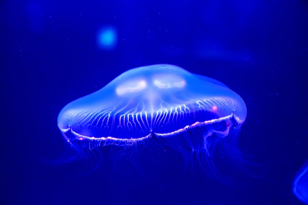 Jelly Fish