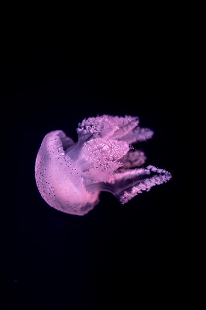 Photo jellyfish in action in the aquariumcreating beautiful effect while in motion