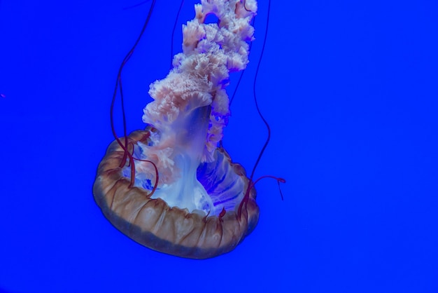 Photo jellyfish in the acuarium toronto canada