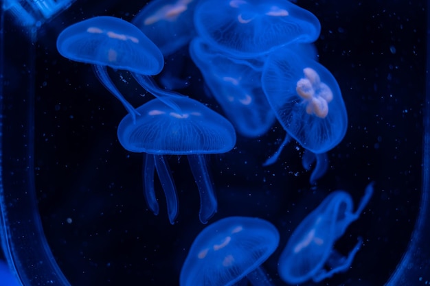 水族館の危険な動物のクラゲ