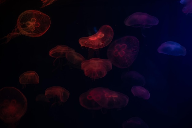 Jellyfish at aquarium dangerous animals