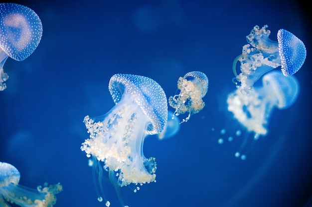 Jellyfish in an aquarium with water bubbles