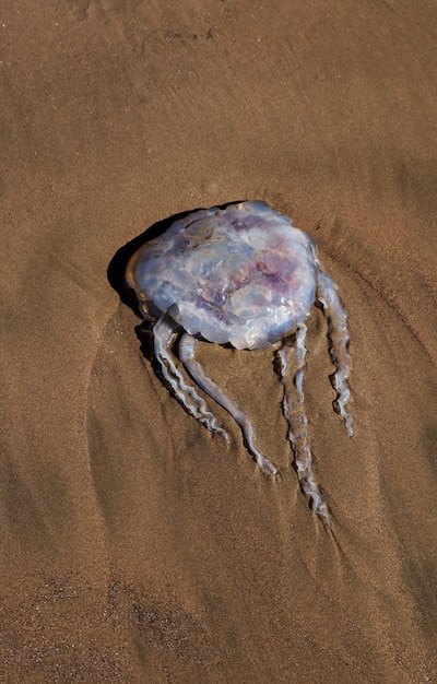 A jellyfish on the beach in the sand