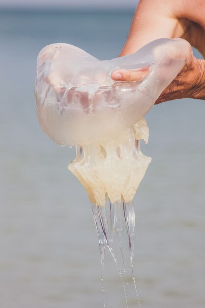 Jellyfish on beach sunset in man's hands.