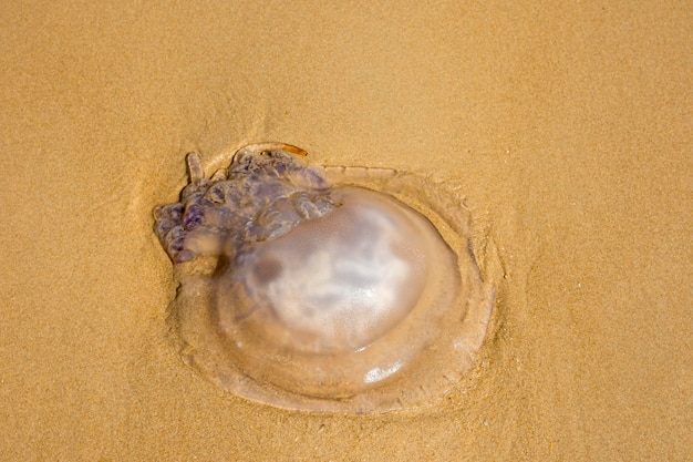 Jellyfish on the beach