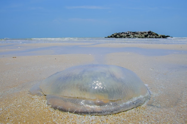 Jellyfish on the beach.