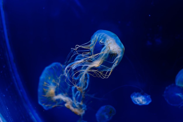 プラハの水族館からの青い背景のクラゲ。