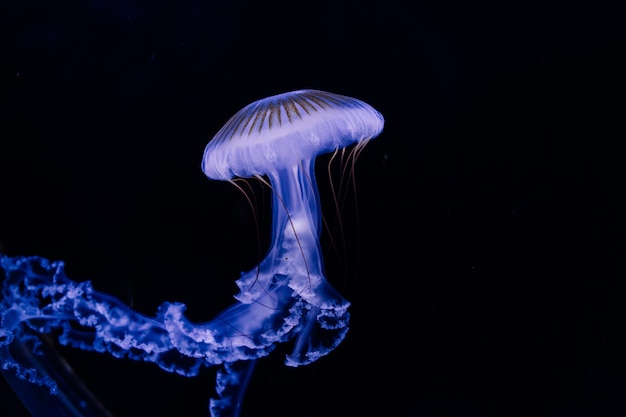 プラハの水族館からの青い背景のクラゲ。