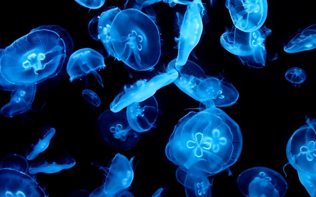 Photo jellyfish in blue light from the sea