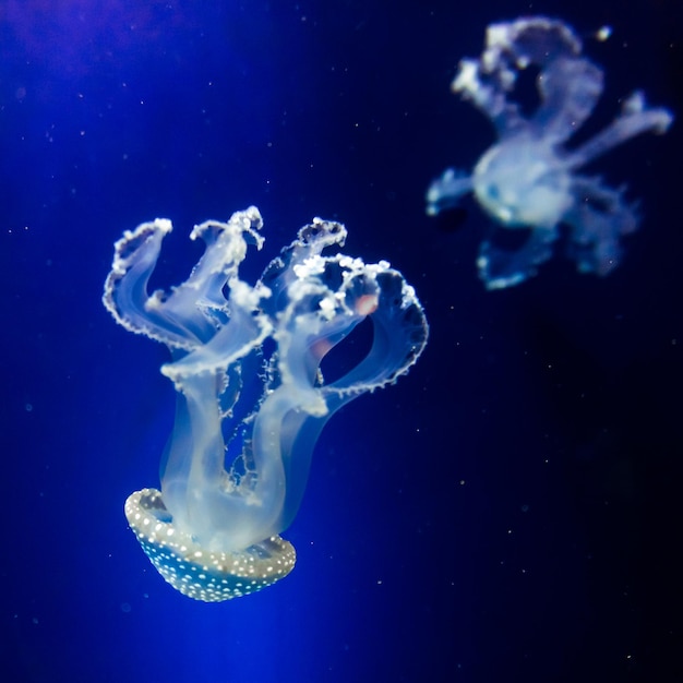 Медузы в голубой воде