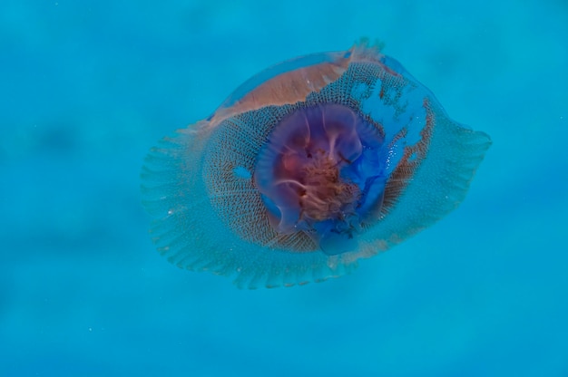 A Jellyfish close up in the deep blue sea