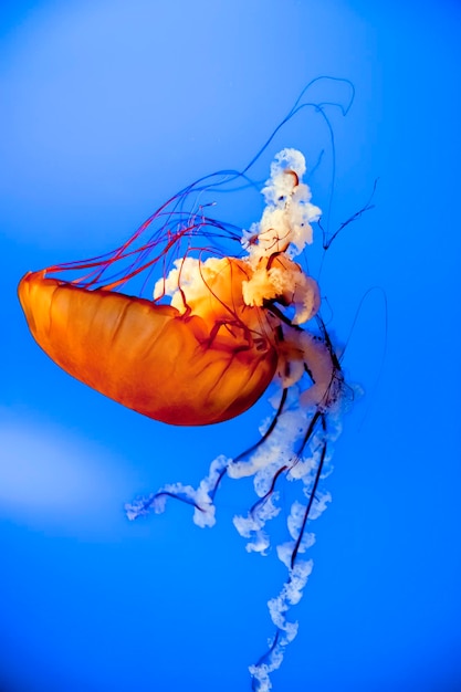 Jellyfish close up while swimming down in the deep blue sea