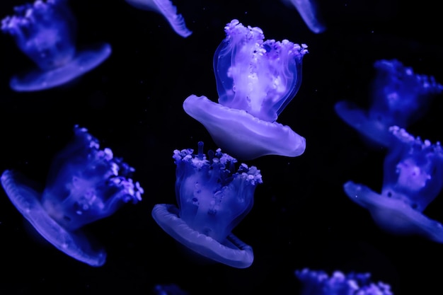 Photo jellyfish cotylorhiza tuberculata isolated on black background