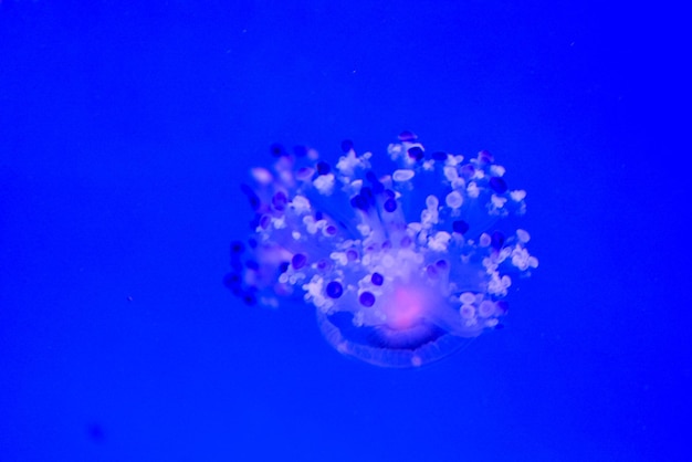 Photo jellyfish dangerous poisonous medusa