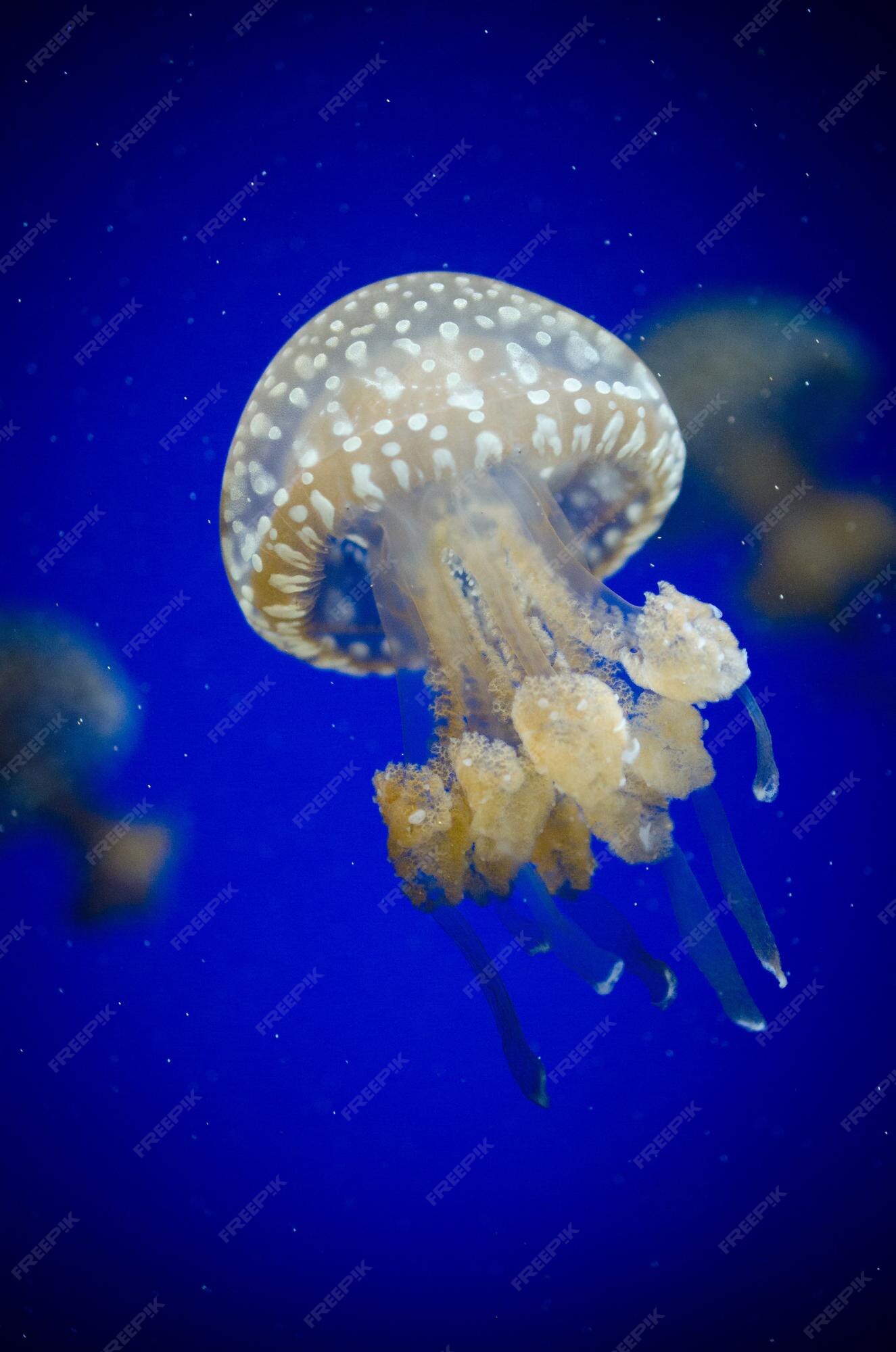 I. Introduction to Jellyfish: Ethereal Creatures of the Deep