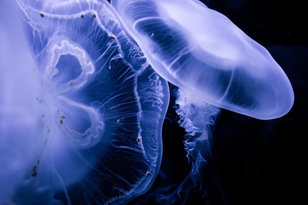 Photo jellyfish floating in blue water wwwinstagramcomderprojektor