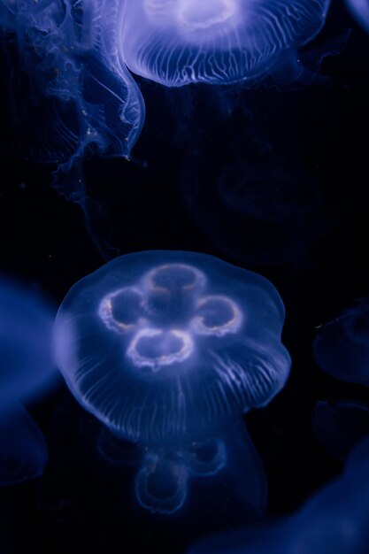 Jellyfish floating in blue water wwwinstagramcomderprojektor