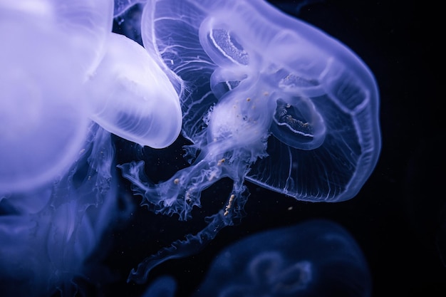 Foto meduse che galleggiano nell'acqua blu wwwinstagramcomderprojektor