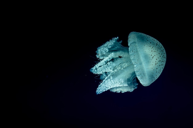 Jellyfish in actie in het aquarium Creëert een prachtig effect terwijl het in beweging is