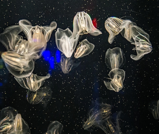 写真 アクアリウムの水母