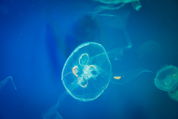 사진 푸른 물, 바다 생활에 해파리