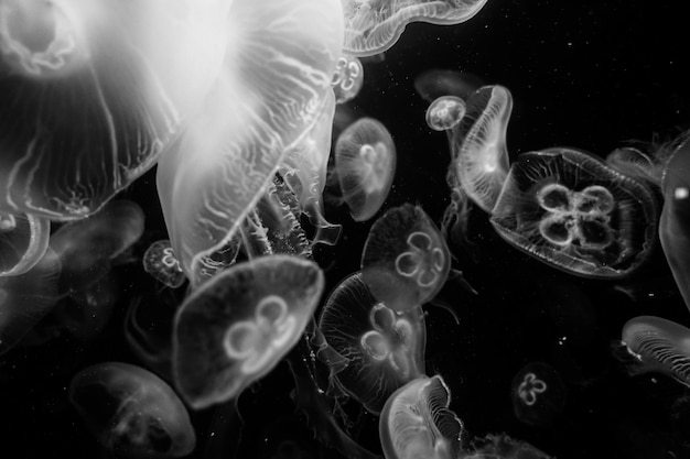 Foto jellyfish in de dierentuin van berlijn