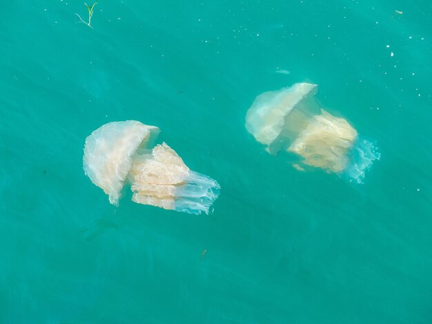 Jellyfish in de zee