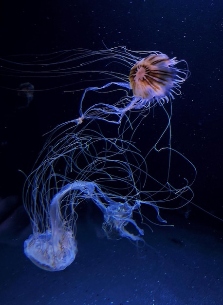 Foto jellyfish in de zee