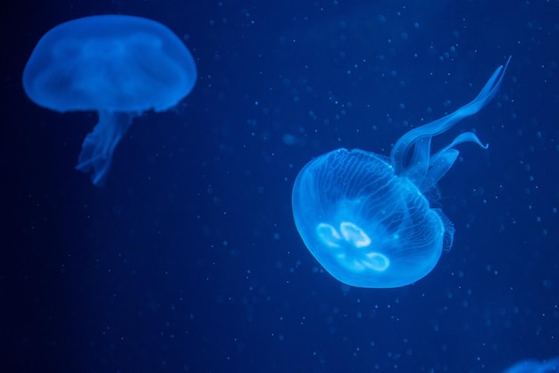 Foto jellyfish in de zee