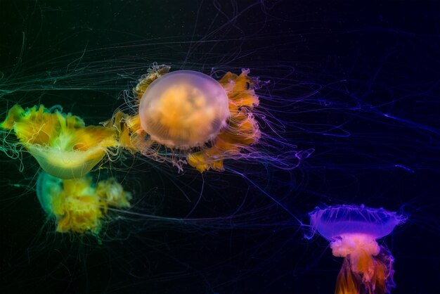 Jellyfish in het dierentuin