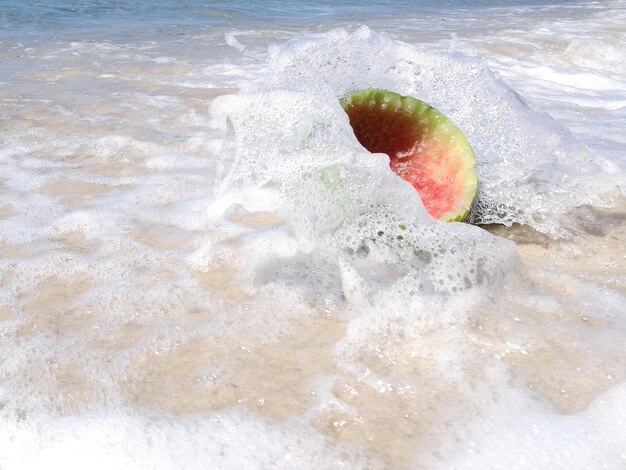 写真 海の水母