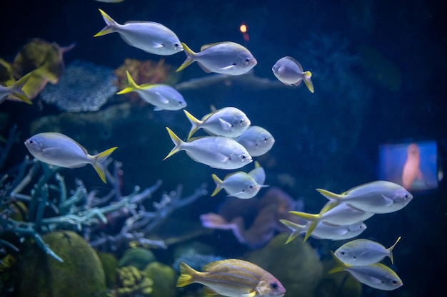 写真 海の水母