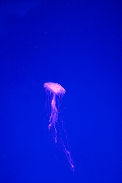 写真 海の水母