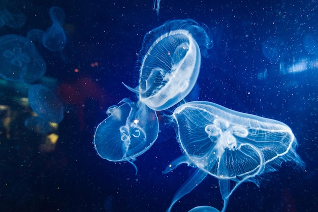 写真 海の水母