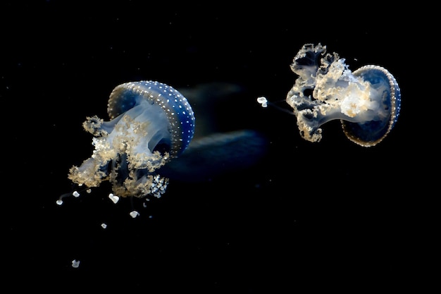 Jellyfish isolated on black sea close up detail